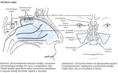 Связь уха и носа человека схема