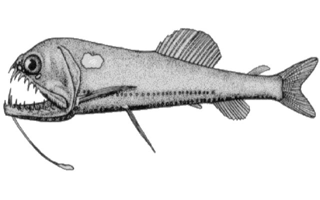 Ужасная рыбина на рисунке середины ХХ века