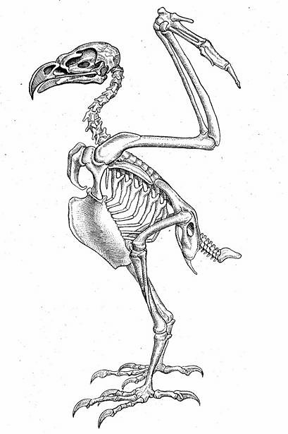 На рисунке изображен скелет птицы. Скелет орла анатомия. Скелет птицы ворон. Скелет Стервятник анатомия. Скелет птицы анатомия.