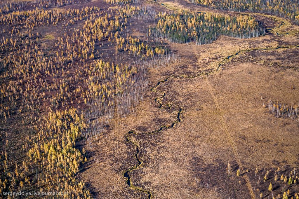 Ли лес. Тайга вид с вертолета. Просеки в Сибири. Полосы в тайге. Вертолет в тайге.