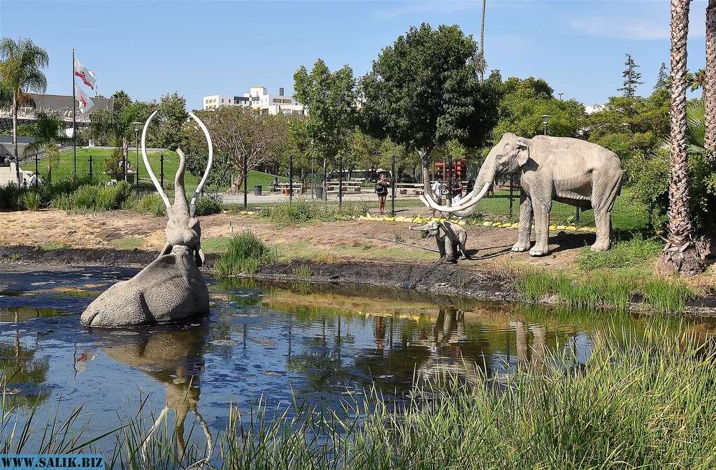 Ла брея. Ранчо ла-Брея. Ла Бреа Калифорния. Музей ранчо ла-Брея. La Brea tar Pits.