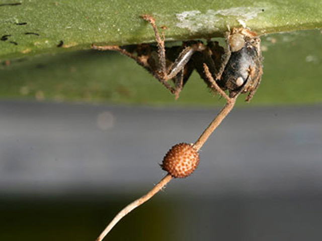 Кто же выиграл спор муравей соломинка. Спора Ophiocordyceps unilateralis. Ophiocordyceps jiangxiensis. Ophiocordyceps unilateralis ё. Гриб паразит на муравьях.