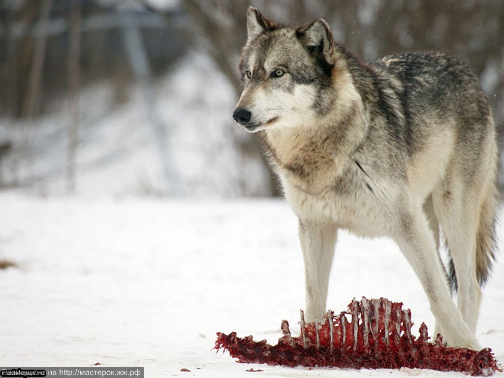 Серый волк чем питаются. Сибирский волк. Сибирский Лесной волк. Тундровый волк. Волк серый.