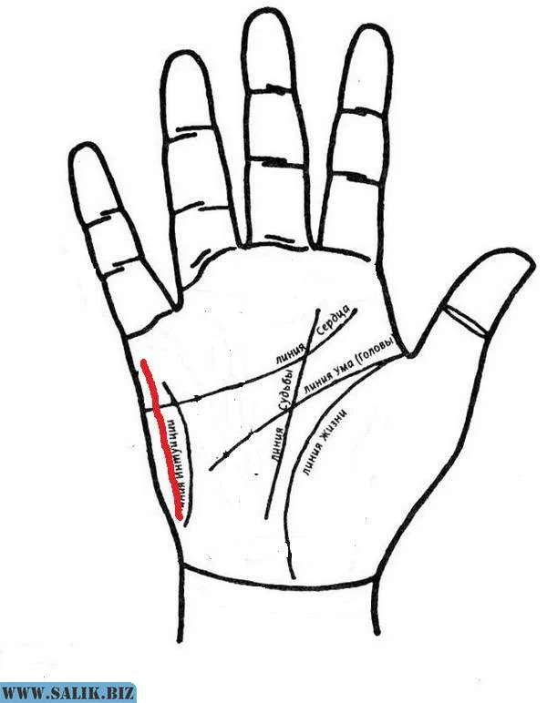 Линии на холмах ладони. Холм Меркурия хиромантия. Хиромантия бугор Меркурия вертикальные линии. Линии на Холме Меркурия мизинца. Линия Меркурия с холма Венеры.