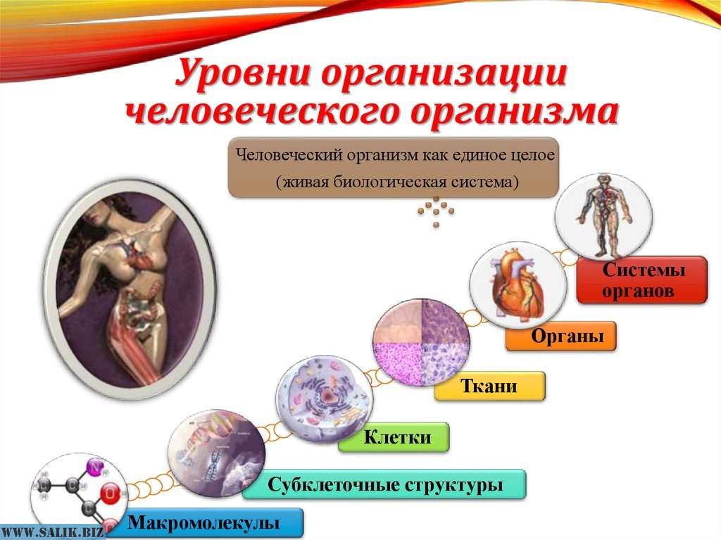 Система единое целое. Уровни организации организма схема. Уровни организации организма как единого целого. Уровни организации строения тела человека. Уровни организации организма. Организм – единое целое.