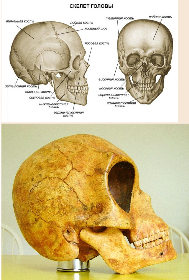 Назови кости черепа. Кости черепа анатомия. Строение кости черепа человека.