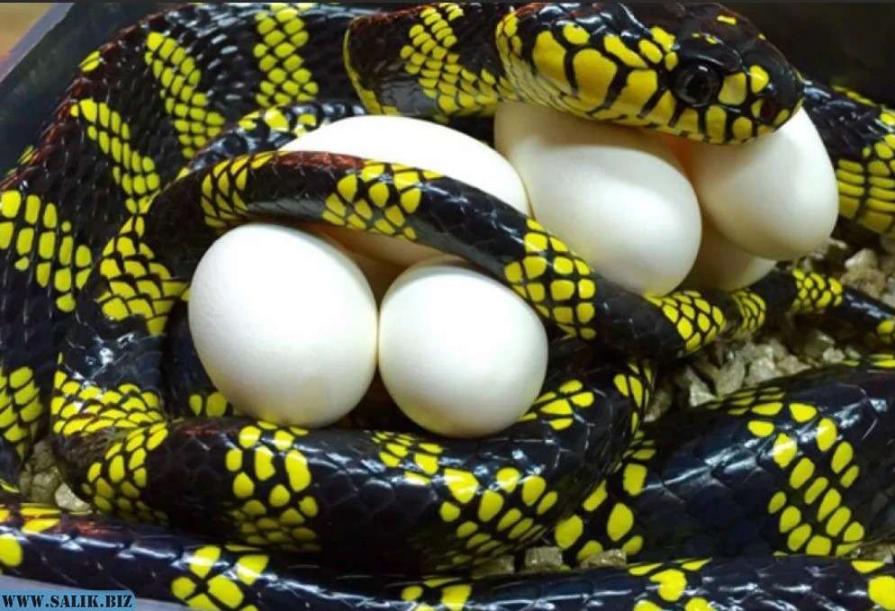Какие яйца змей. Тульский экзотариум змеи. Яйца ужа.