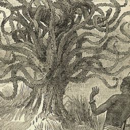 Дерево людоед. Дерево людоед Скандинавия. Мадагаскарское дерево людоед. Мифология дерево людоед. Дерево людоед пожирающее людей.