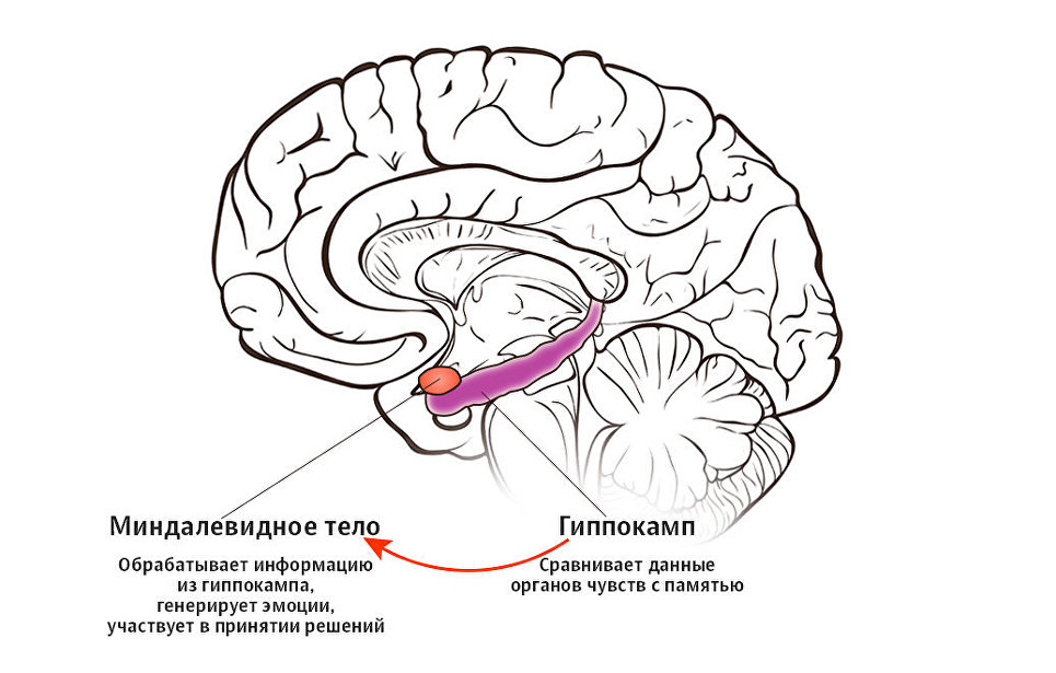 Центр схемы тела