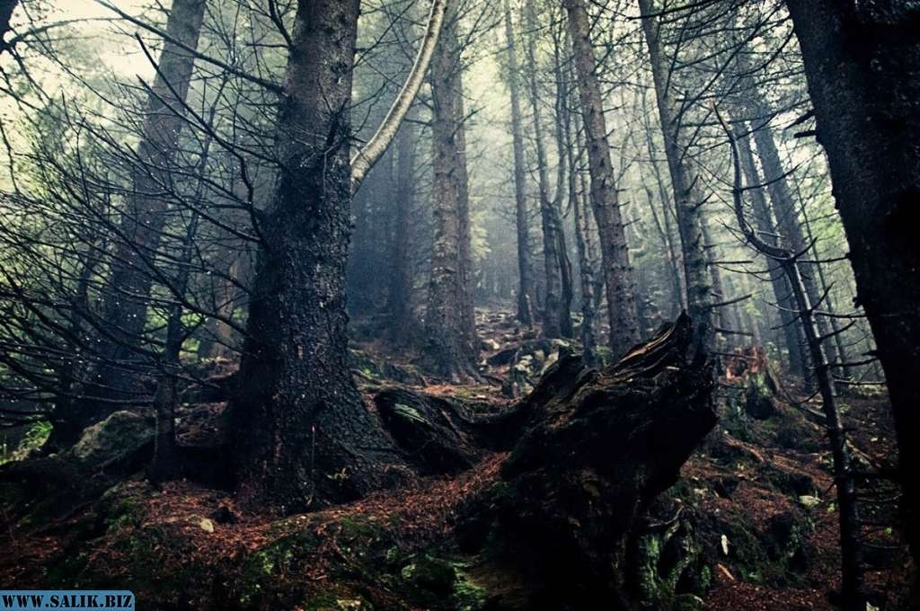 Самый красивый лес в мире фото без фотошопа