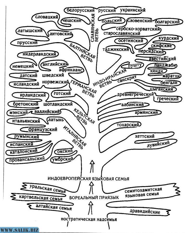 Индоевропейские ветви. Индоевропейская семья генеалогическое дерево. Генеалогическое дерево индоевропейских языков. Генеалогическое Древо индоевропейской семьи языков. Генеалогическое Древо языков индоевропейская ветвь.