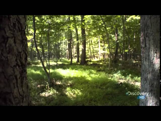 Похожие видео. Дорога с дисками к Обскому морю Академгородок.